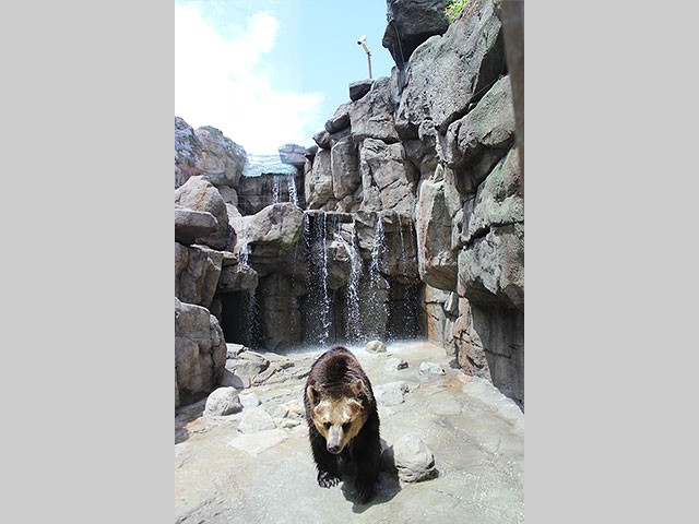 神戸市立王子動物園クマ舎